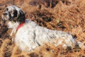 Setter Anglais URGO DE BÉHIGO Setter Anglais URGO DE BÉHIGO